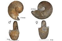 Sowerbiceras loryi